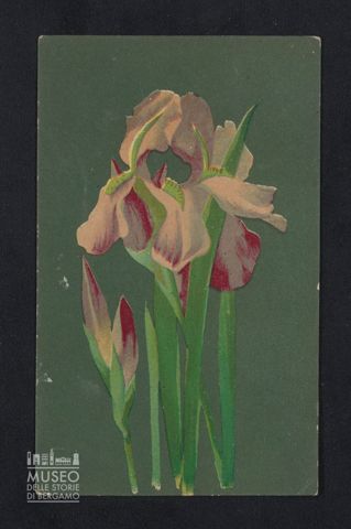 Cartoline illustrate