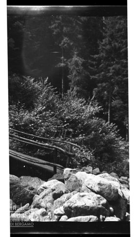Ponte di legno in un bosco