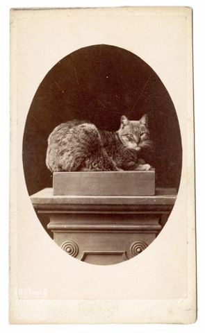 Ritratto di un gatto