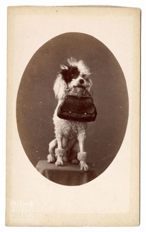 Ritratto di un cane