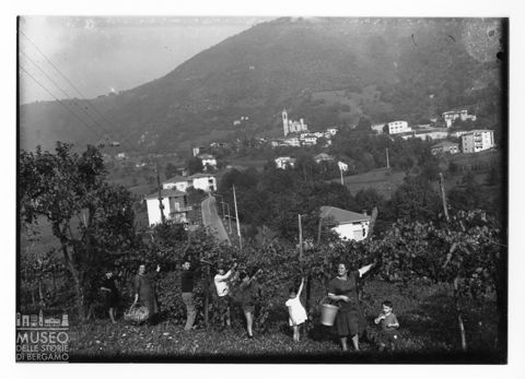 La raccolta dell'uva