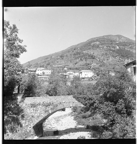 Ponte tra gli alberi