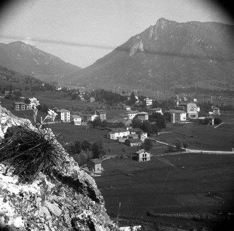 Panorama con stella alpina