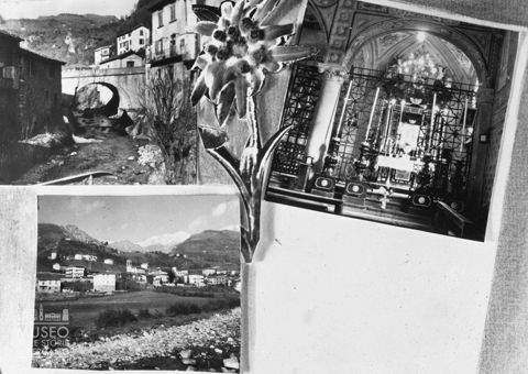 fotocomposizione con stella alpina