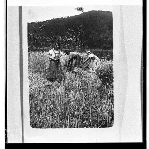 Raccolta del grano