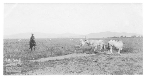 Veduta di una mandria
