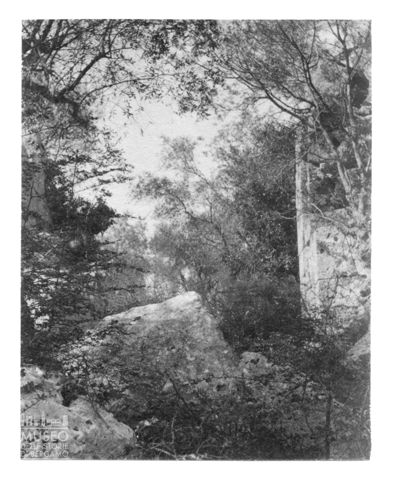Veduta di vegetazione