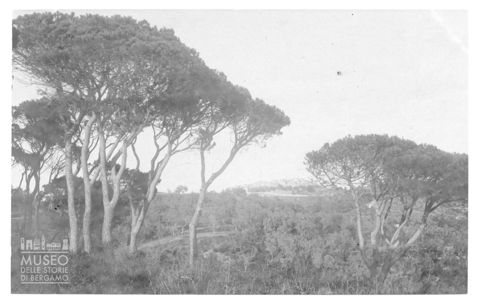 Veduta di una pineta
