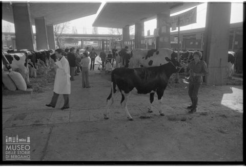 Mercato del bestiame a Bergamo