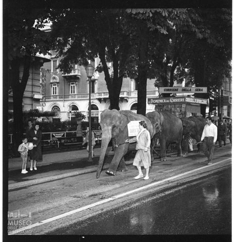 Sfilata di animali del circo Togni