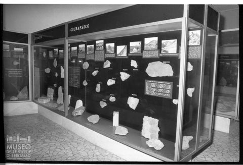 Museo Scienze Naturali - Fossili