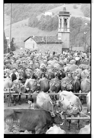 Bestiame alla Fiera Bovina Zootecnica di Serina