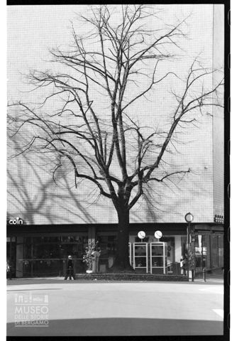 Albero davanti alla Coin di Bergamo
