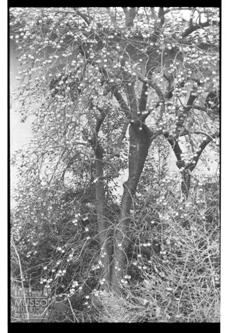Albero di cachi davanti a una villa