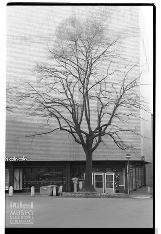 Albero davanti al negozio Coin di Bergamo