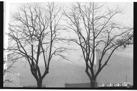 Alberi davanti al negozio Coin di Bergamo
