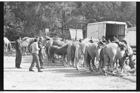 Cavalli alla fiera agricola di Carenno