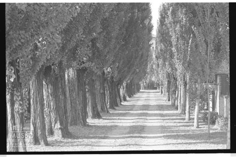 Viale di accesso a villa Grifoni a Castel Gabbiano