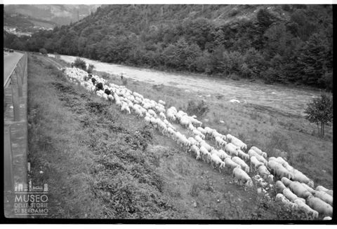 Gregge al pascolo in Valle Seriana