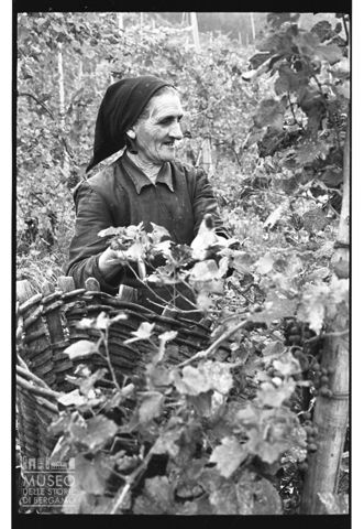 Ritratto di anziana vendemmiatrice