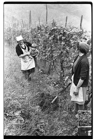 Due donne e una bambina in un vigneto