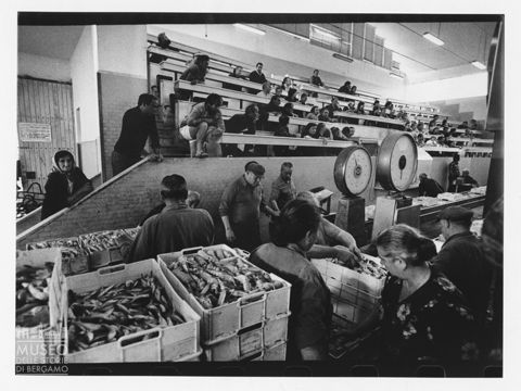 Asta al Mercato Ittico di Civitanova Marche