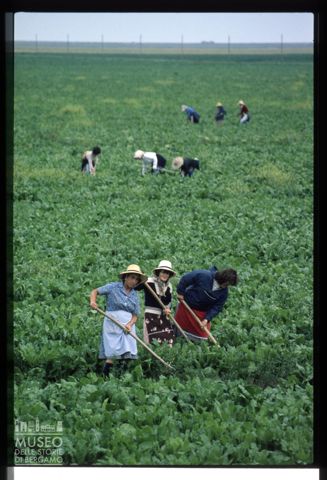 Donne al lavoro nei campi vicino a Santa Giulia alla foce del Po di Gnocca