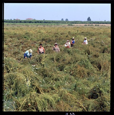 Donne al lavoro nei campi vicino a Santa Giulia alla foce del Po di Gnocca
