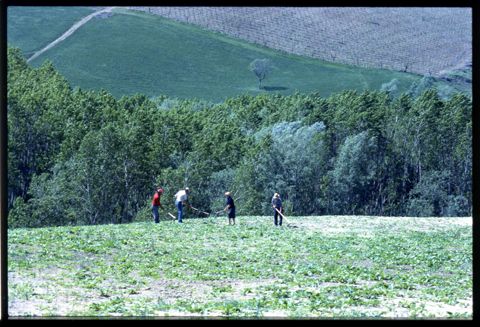 Operazioni di sarchiatura di un terreno nei pressi di Ripatransone