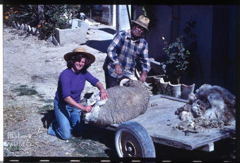 Tosatura di una pecora ad Acquaviva Picena