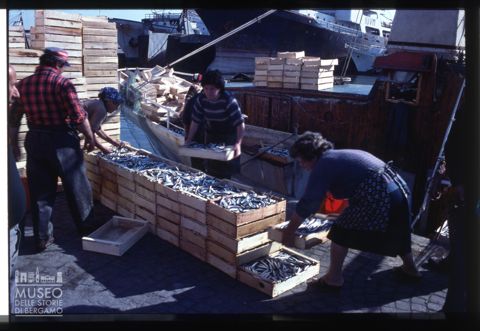 Operazioni di scarico del pesce al porto di San Benedetto del Tronto