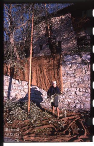 La raccolta delle olive sulla sponda orientale del Lago di Garda