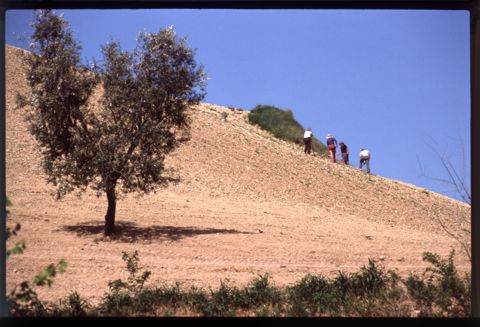 Contadini al lavoro in un podere nei pressi di Ripatransone