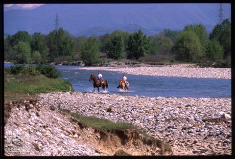 Cavalli nel fiume Serio