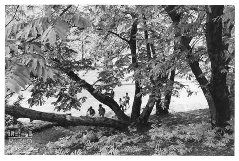 Alberi nel Parco del Valentino a Torino