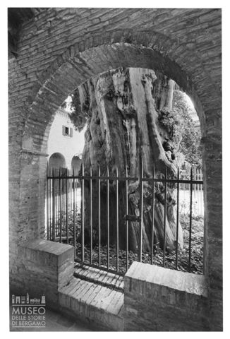 Il cipresso di San Francesco nel Convento di Santa Croce a Villa Verucchio