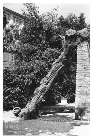 Un leccio nei Giardini del Quirinale a Roma