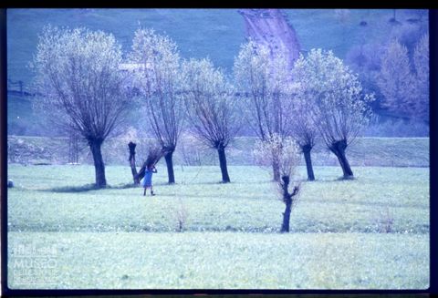 Paesaggio con alberi