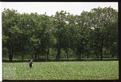Alberi di noci ad Arienzo