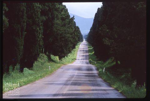 Il viale dei cipressi a Bolgheri