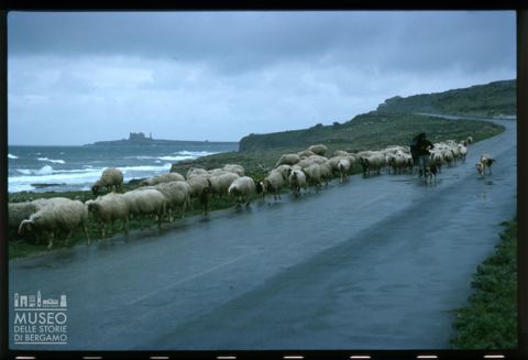 Un gregge a Portopalo di Capo Passero