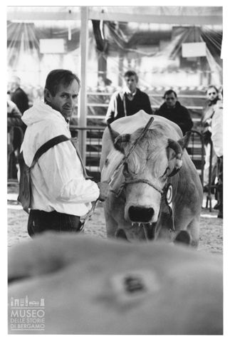 Mostra nazionale bovini di Razza Piemontese a Cuneo