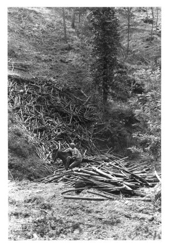 Taglio di un bosco in Umbria