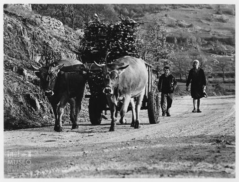 Trasporto della legna nei pressi di Bracciano