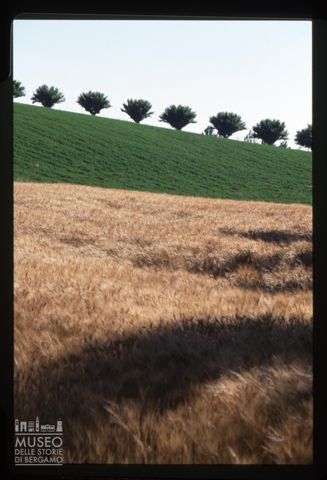 Un campo di grano a Tortona