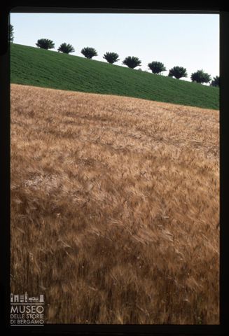 Un campo di grano a Tortona
