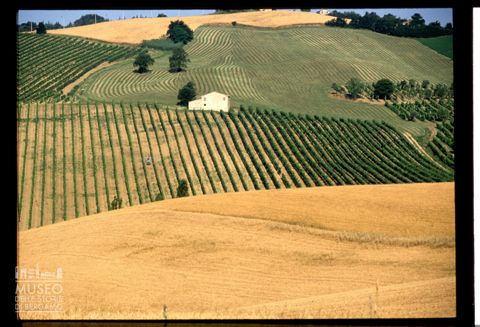 Le colline coltivate di Verucchio