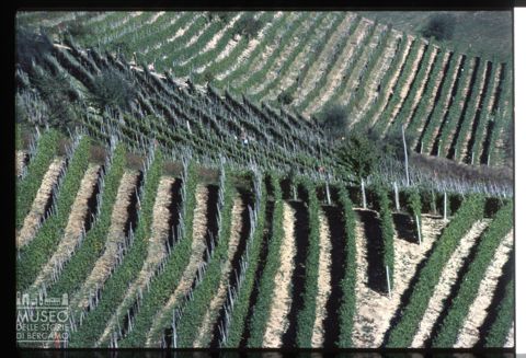 Vigneti a Serralunga d'Alba