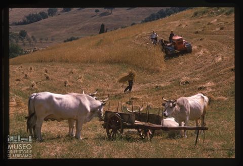 Scena di mietitura a Montalcino