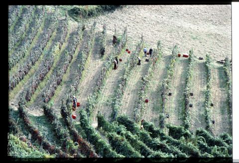 Scena di vendemmia nel cuneese